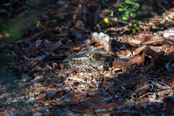 Camouflage thumbnail