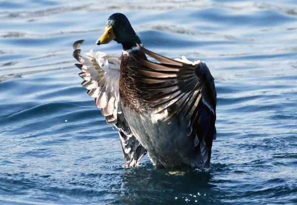 the dancing mallard thumbnail