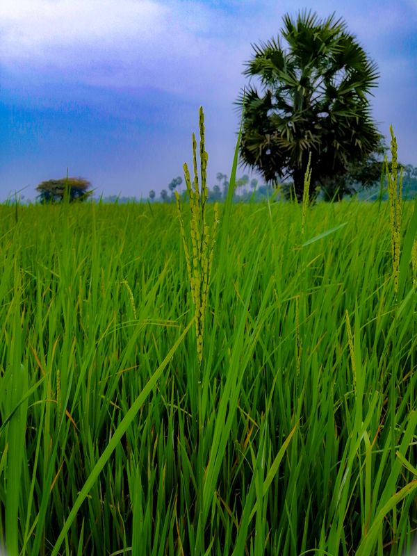 A paddy field thumbnail