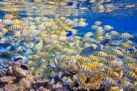 Convict surgeonfish in the Maldives. 
