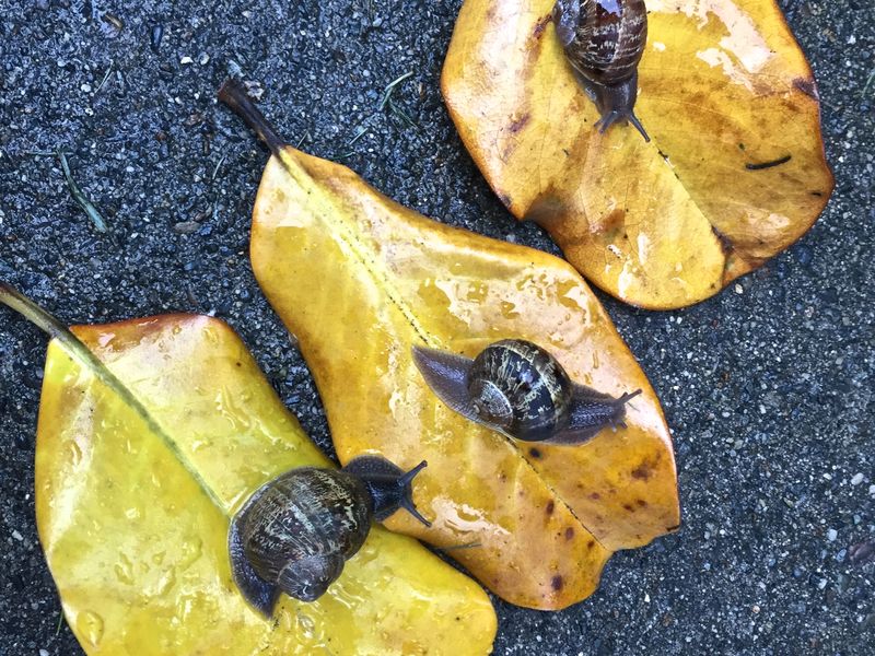 Snail Gathering Smithsonian Photo Contest Smithsonian Magazine