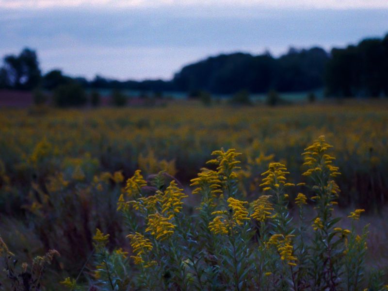 Goldenrod in the Prairie Smithsonian Photo Contest Smithsonian Magazine