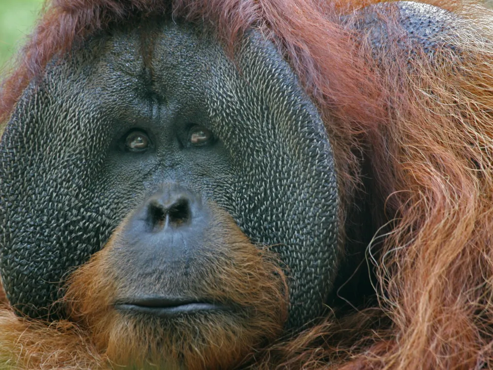 Orangutan