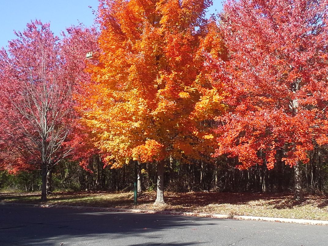 Trees with bright foliage colors | Smithsonian Photo Contest ...
