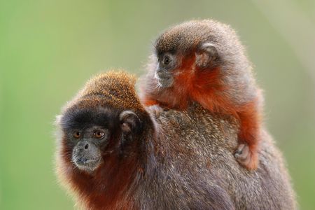 These coppery titi monkeys have a red beards similar to those sported by the newly discovered Milton’s titi monkey. The new species can be further identified by a light gray stripe across their foreheads and a bright orange tail. 
