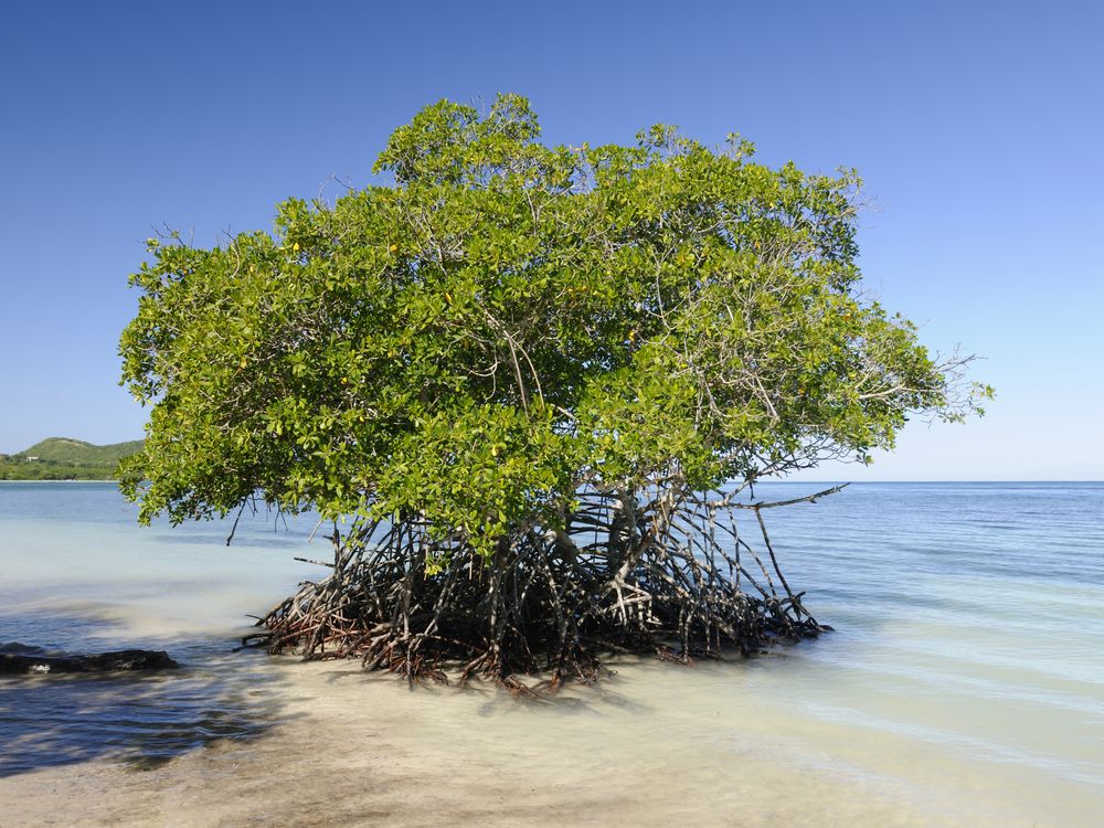 mangrove tree