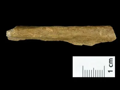 A fragment of early human bone uncovered in the excavation in Ranis, Germany