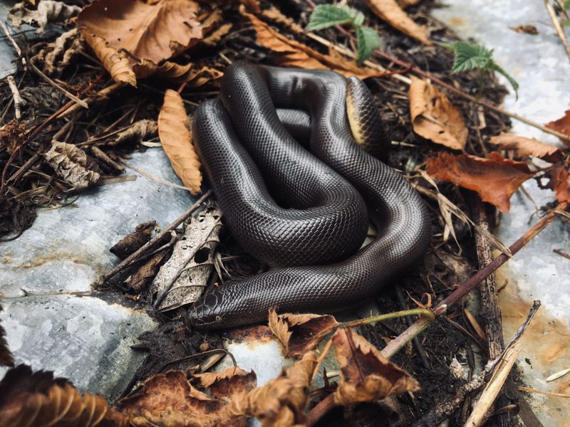 Northern rubber boa Smithsonian Photo Contest Smithsonian Magazine