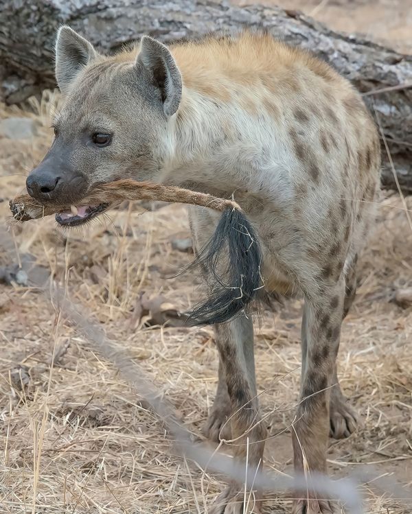 Spotted Hyena and Giraffe Tail thumbnail