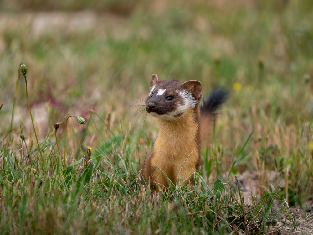 A Weasel in the grass | Smithsonian Photo Contest | Smithsonian Magazine