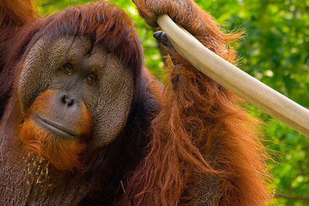 Adult male orangutans