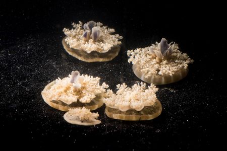 Cassiopea jellyfish resting "upside-down" in their tank