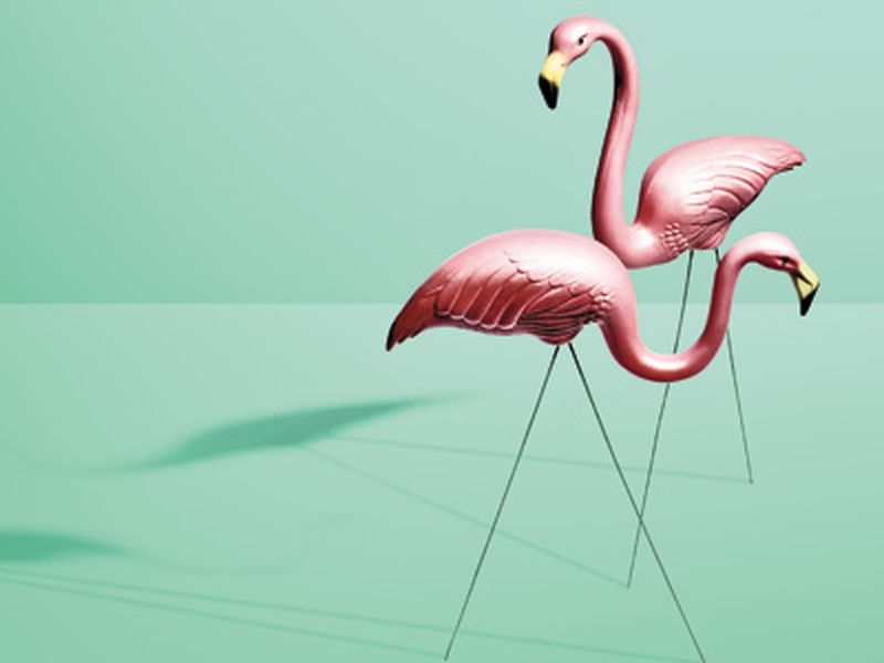 The Tacky History of the Pink Flamingo, Arts & Culture