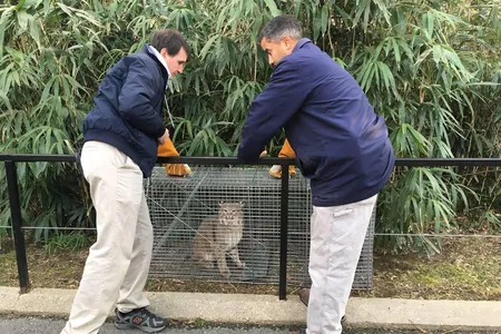 The Zoo's female bobcat was found on the property of the Zoo.