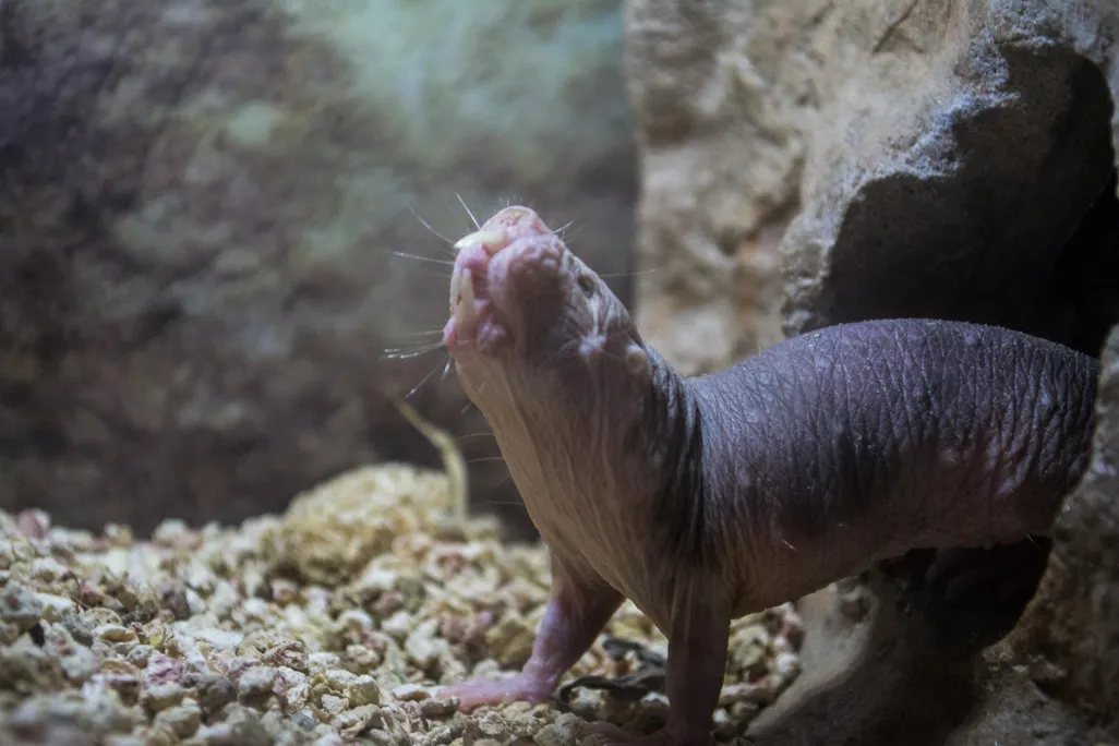 nm rat.jpg