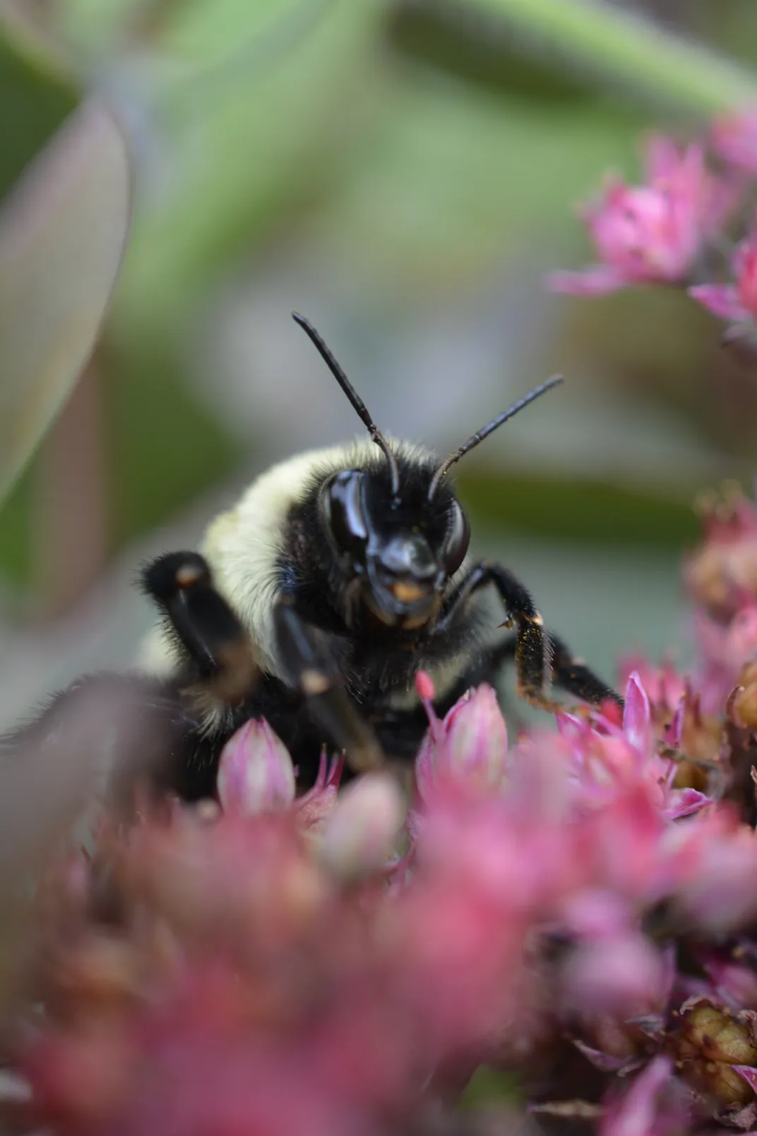 a bumblebee looking toward the camera on some small pink flowers