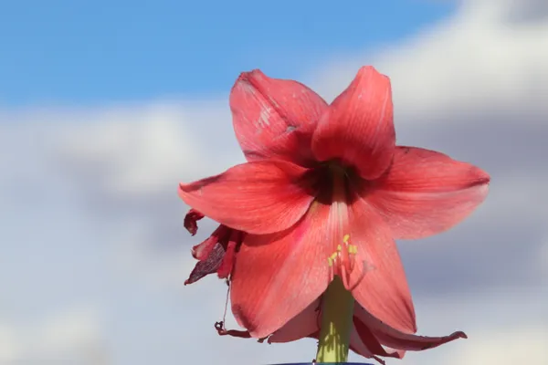 Red flower against a sky background thumbnail