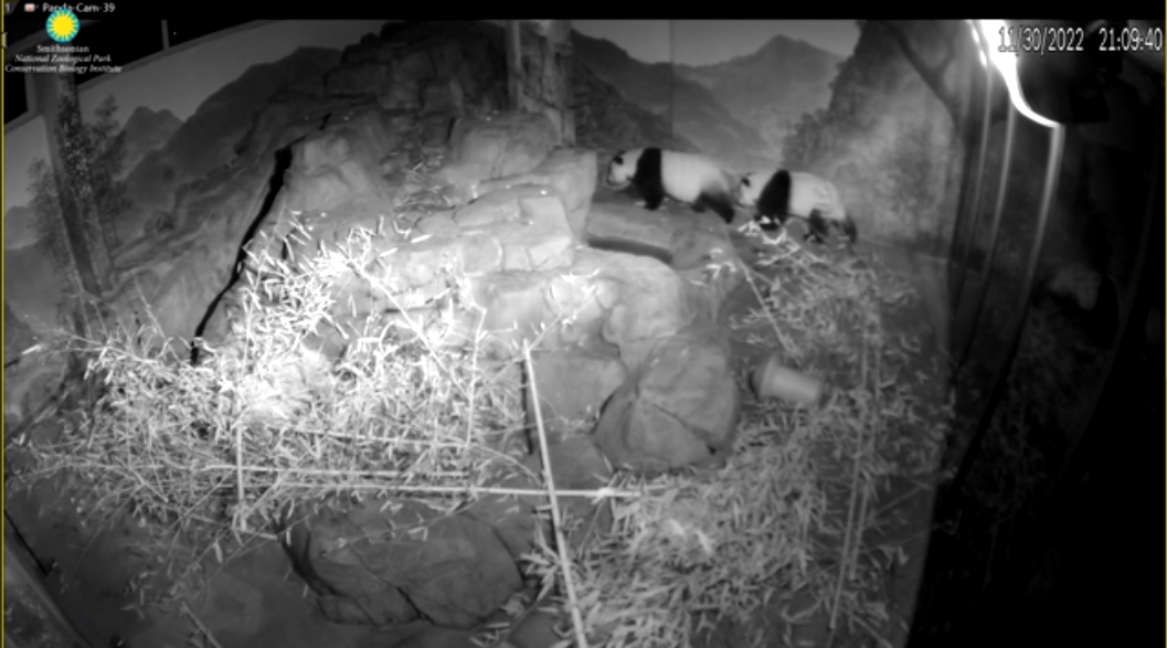 Black and white image still of a Panda Webcam, featuring two pandas on the move in their exhibit enclosure