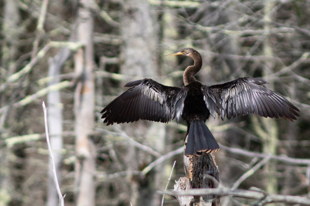 a large, black water bird with its wings outstretched and looking left, faces away from the camera on a tree branch