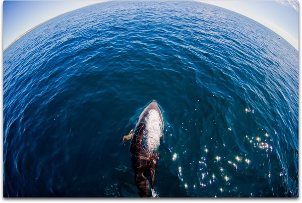 Solo - with a team of researcher, looking for dusky dolphins. Photo not cropped, not photoshoped. thumbnail
