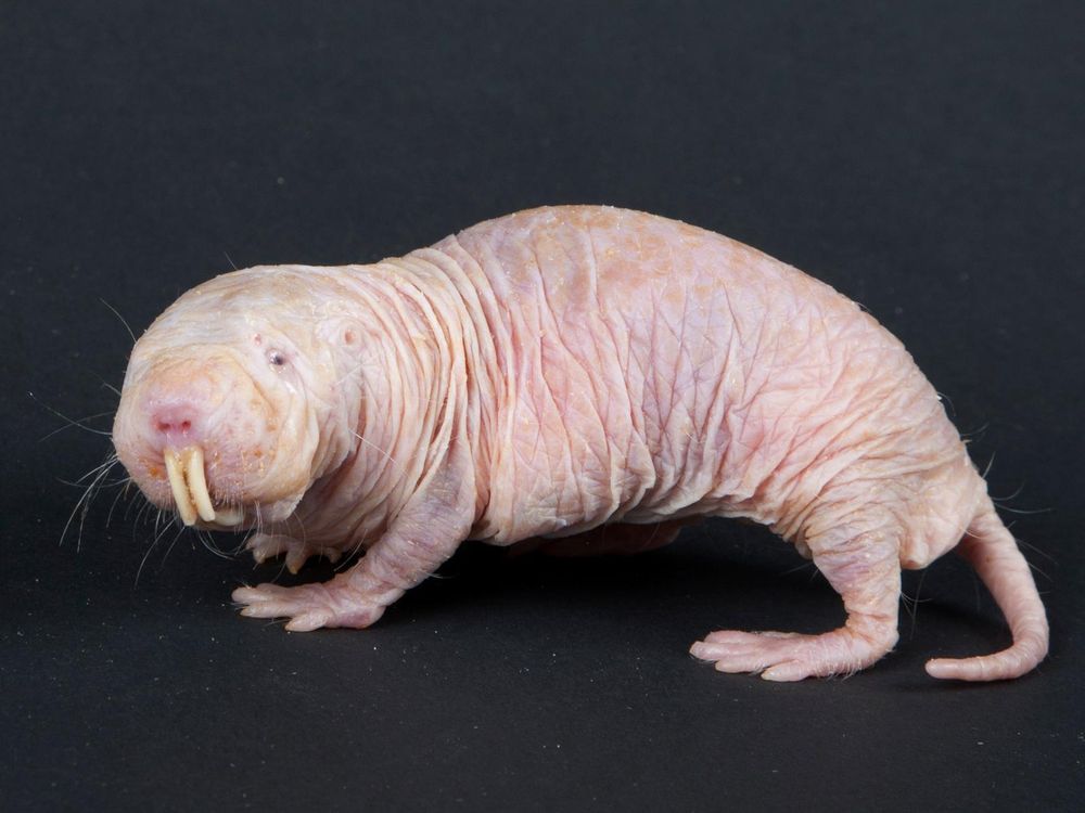 Weird: Naked Mole Rats Don't Die of Old Age