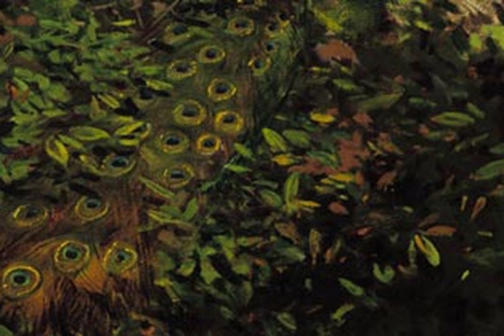 Peacock in the Woods by Abbott Thayer