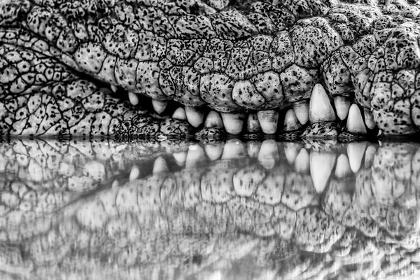 Crocodile smile thumbnail