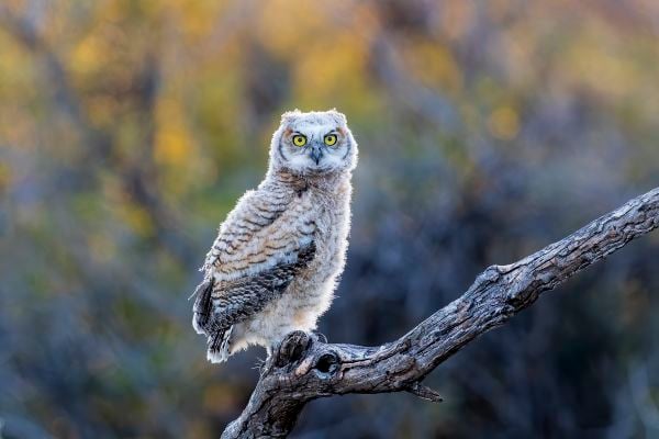 Great Horned Owl Fledgling thumbnail