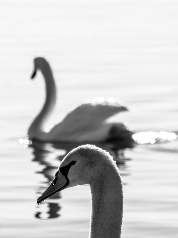 Swans thumbnail