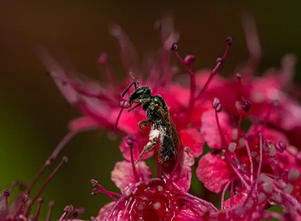 Balancing on a Pistil thumbnail