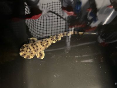 The swell shark pup at Louisiana&#39;s Shreveport Aquarium