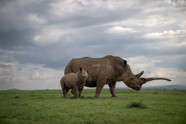 Protective Calf thumbnail