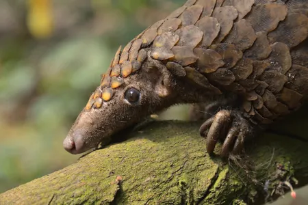 Pangolin species across Africa and Asia are under threat from poaching, climate change and habitat loss.