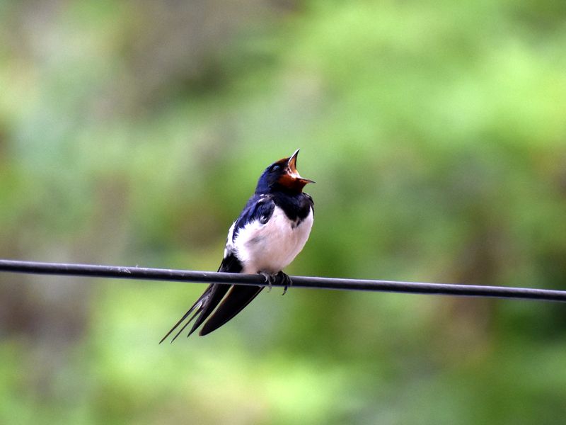 Barn Swallow Bird II, Thessaloniki, Greece Smithsonian Photo Contest
