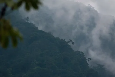 A view of the dense Honduran rain forest.