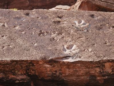 Tracks made by a medium-sized theropod on a slab of rock just outside of Moab, Utah.