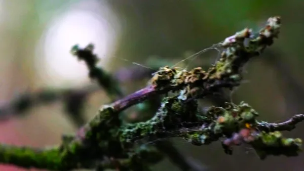 deep in the woods thumbnail