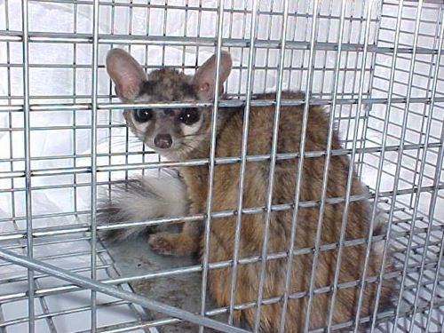 ringtail3.jpg