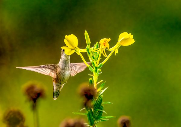 Ruby-throated Hummingbird Getting Some Food thumbnail