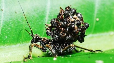 This modern-day assassin bug stacks dead ant bodies on its back to confuse predators.