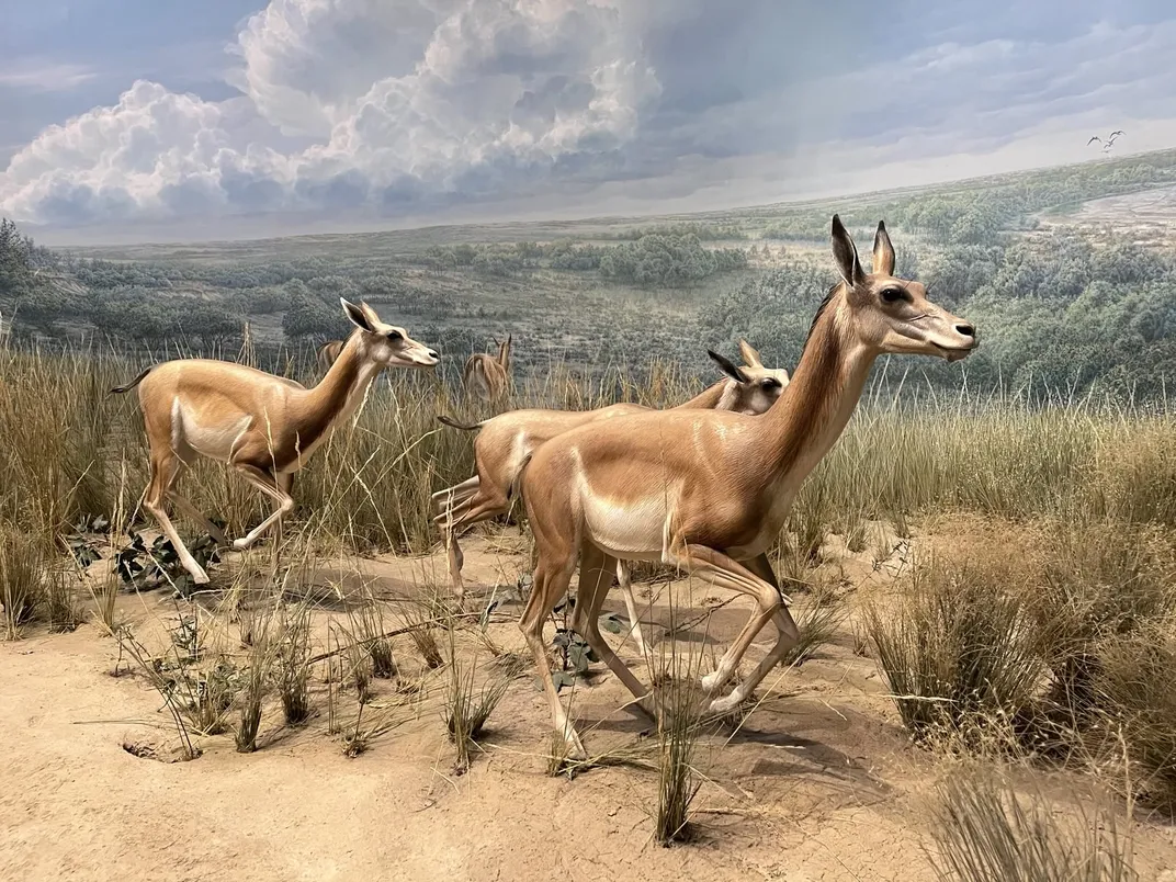 gazelle-like camels reconstructed on display