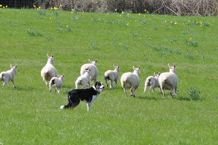 How many sheep?
