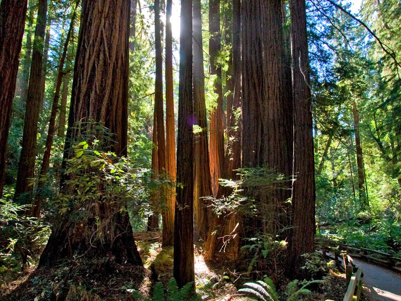 Redwoods in John Muir Woods - California | Smithsonian Photo Contest ...