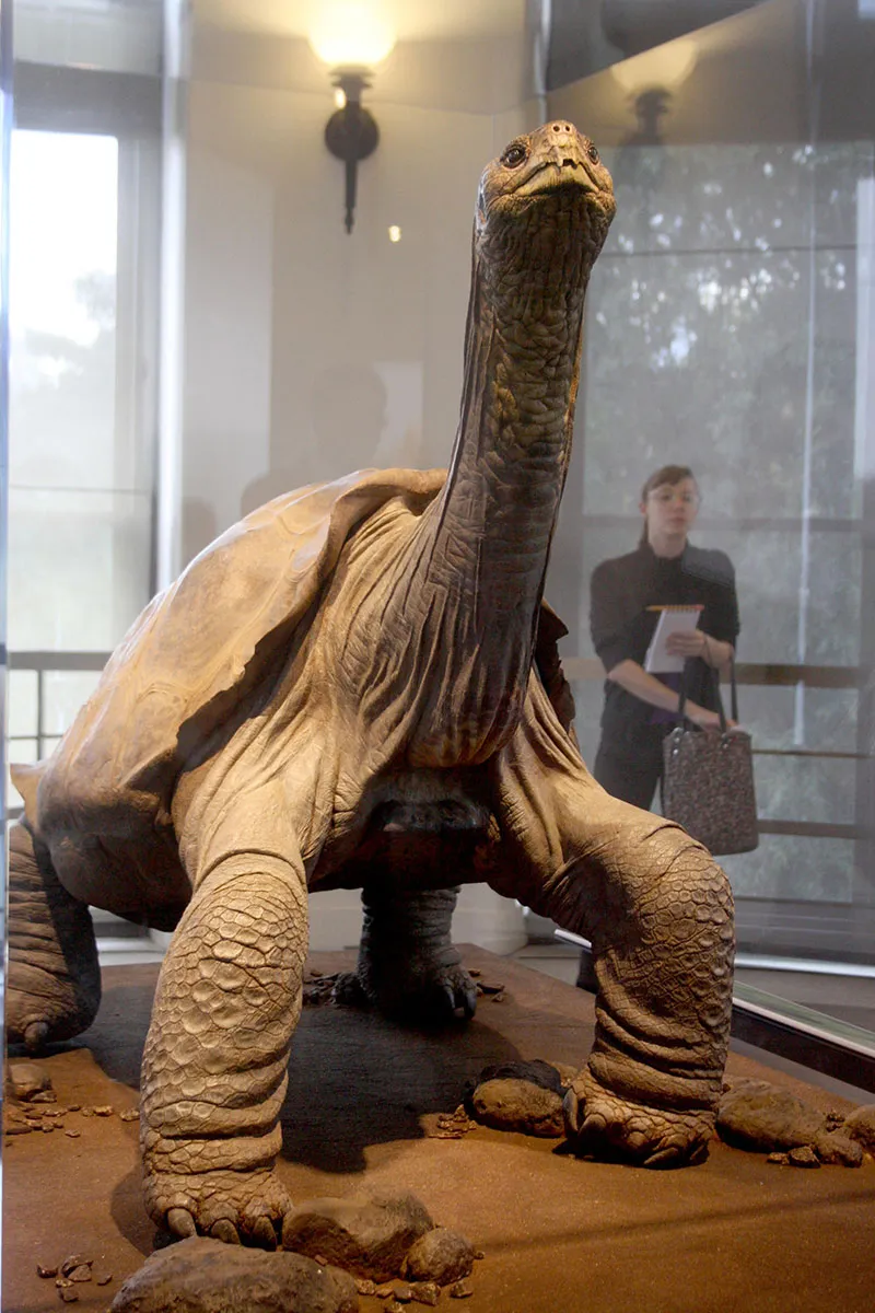 Lonesome George, the Last Tortoise of His Kind, Is on Posthumous Display in NYC 