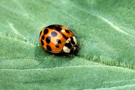 The ladybug, shaped by the environment in which it lives.