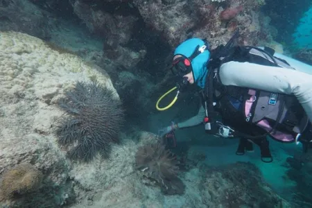 Dr. Frederieke Kroon looking at a crown-of-thorns starfish on the Great Barrier Reef.