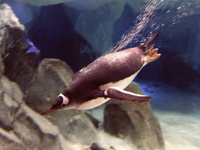A gentoo penguin swimming underwater. This species, as well as others, vocalizes while hunting beneath the water's surface, research shows.