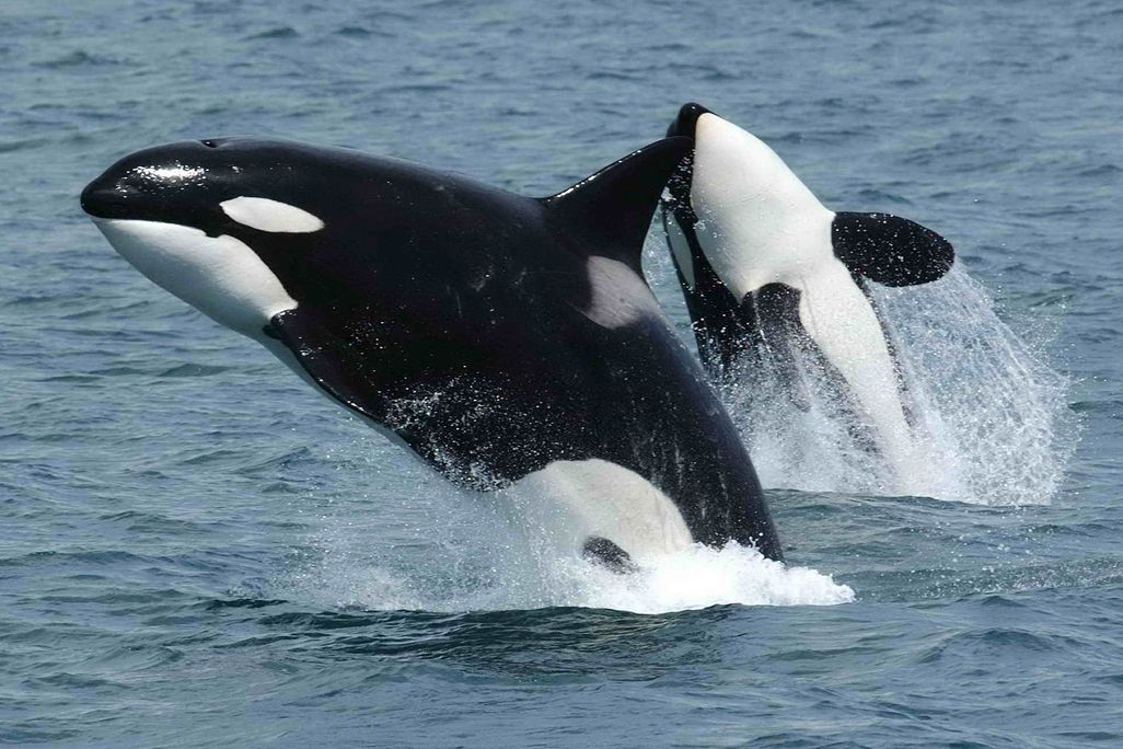Orcas Breaching