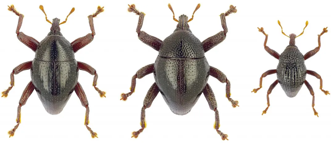 These 103 Beetle Species Have a Mix of Pop Culture-Inspired Names