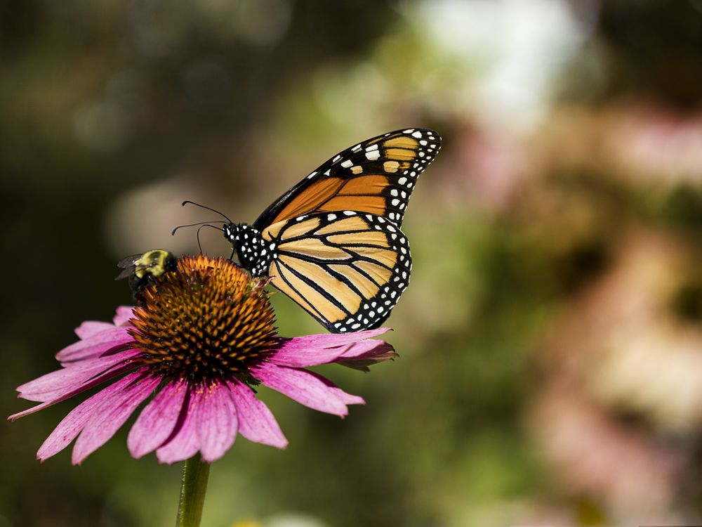 A bee and a butterfly sit on a pink flower